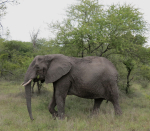 Norsu Krugerin kansallispuistossa Etelä-Afrikassa