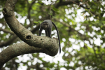 Apina puussa Virungan kansallispuistossa Kongossa
