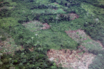 Hakattua sademetsää Kongossa