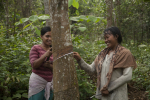 Kaksi naista kumipuun vieressä Indonesiassa