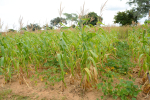 Maissia ja papukasvi lablabia pellolla Zimbabwessa.
