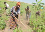 Naiset kuokkivat peltoa Kongon demokraattisessa tasavallassa