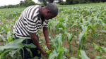 Sambialainen maanviljelijä Surrender Hamufuba 