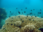 Koralleja Thaimaassa
