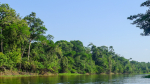 Amazonin sademetsää ja joki, Peru