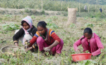 Santali-kansan jäseniä peltotöissä Bangladeshissa