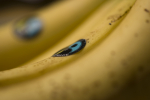 Reilun kaupan banaaneita