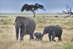 Kolme norsua luonnonpuistossa Keniassa