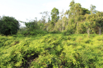 Kasvillisuutta Tesso Nilon kansallispuistossa Indonesiassa