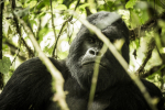 Gorilla Virungan kansallispuistossa Kongossa