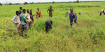 Maanviljelijöitä pellolla Ghanassa