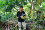 Mies leikkaa metsässä veitsellä kaakaopuun hedelmää
