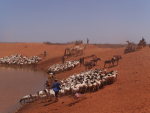 Paimenia, kameleita, aasia ja vuohia Etiopiassa