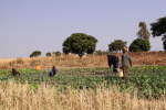 Viljelijöitä pellolla Sambiassa