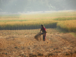 Nainen korjaa riisisatoa pellolla