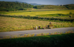 IIhmisiä kuljettamassa satoa pellon vieressä kulkevan tien varressa Pohjois-Koreassa