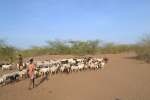 Paimenet ajavat karjaa Keniassa