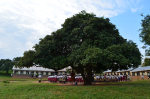 Joukko koulun oppilaita suuren puun alla