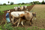 Viljelijät kyntävät peltoa lehmien vetämien aurojen avulla