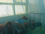 Nainen nukkuu malariaverkon alla.