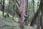 Mies halaa vanhassa metsässä valtavaa puuta