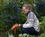 Nainen kyykyssä pellolla kädessään porkkanoita.