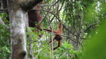 Orangit kiipeilevät puissa.