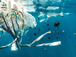 Kaloja uimassa muoviroskien seassa. Suurin osa kaikesta muovista päätyy mereen.