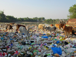 Lehmiä muovijätteen peittämällä rannalla.