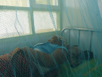 Ihminen makaa sängyssä verkon takana.